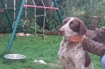 Chien