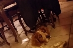 Chien
