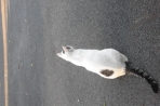 Chien