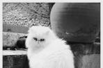 Chien