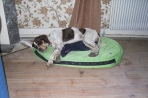 Chien