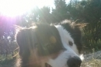 Chien