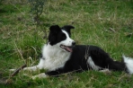 Chien