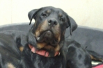 Chien
