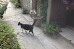 Chien