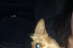 Chien