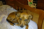 Chien