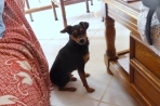 Chien