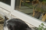 Chien
