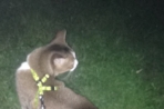Chien