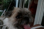 Chien
