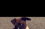 Chien