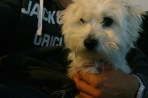 Chien