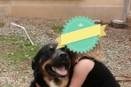 Chien