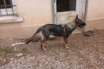 Chien