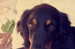 Chien