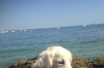 Chien