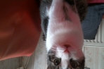 Chien