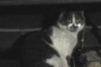 Chien