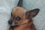Chien