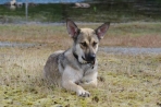 Chien