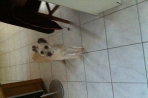 Chien