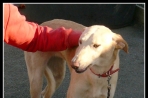 Chien