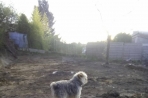 Chien