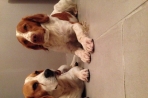 Chien