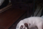 Chien