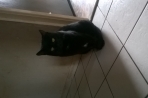 Chien