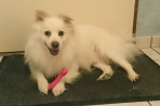 Chien