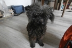 Chien