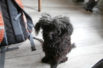 Chien