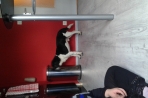 Chien
