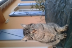 Chien