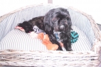 Chien