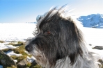 Chien