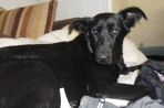 Chien