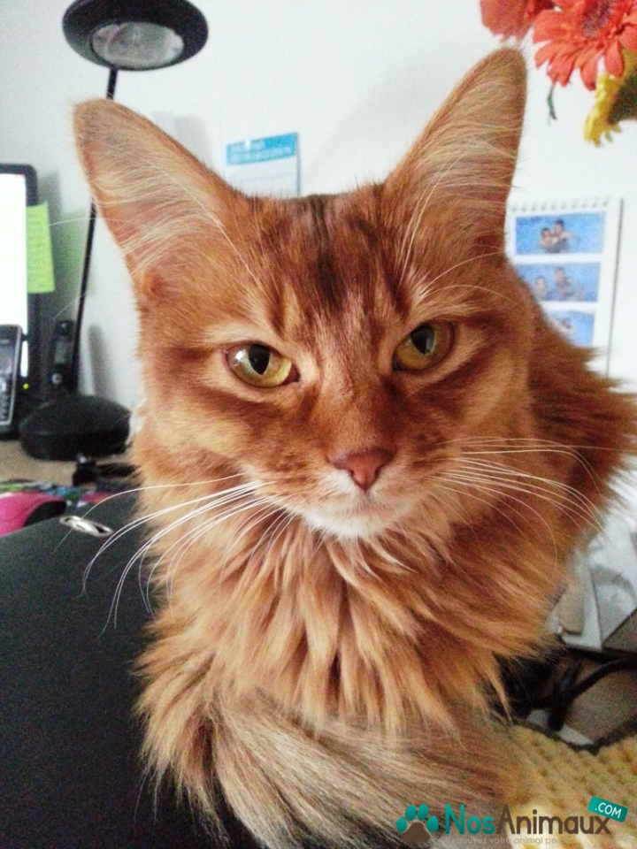 chat savigny le temple