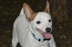Chien