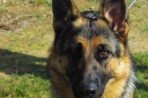 Chien
