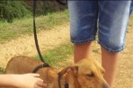 Chien