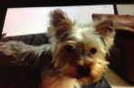 Chien