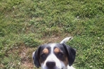 Chien