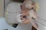 Chien