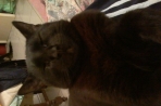 Chien