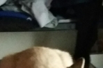 Chien