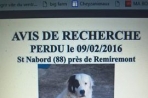 Chien