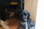 Chien